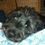 Profile picture of Lacey