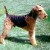 Group logo of Airedale Terrier