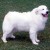 Group logo of Great Pyrenees