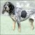 Group logo of Bluetick Coonhound