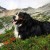 Group logo of Bernese Mountain Dogs